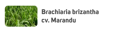 Brachiaria brizantha cv. MG-5 (Xaraés)