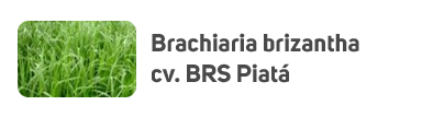 Brachiaria brizantha cv. BRS Piatá