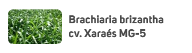 Brachiaria brizantha cv. MG-5 (Xaraés)
