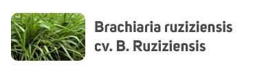 Brachiaria ruziziensis cv. Ruziziensis