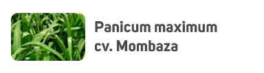 Panicum maximum cv. Mombaza