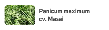 Panicum maximum cv. Masai