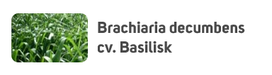 Brachiaria decumbens cv. Basilisk